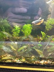 Ενυδρείο WALSTAD 20lt-thumb-8