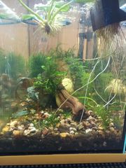 Ενυδρείο WALSTAD 20lt-thumb-9