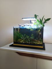 Ενυδρείο WALSTAD 20lt-thumb-11