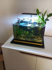 Ενυδρείο WALSTAD 20lt-thumb-12