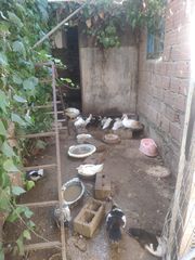 ΠΩΛΟΥΝΤΑΙ ΧΗΝΟΠΑΠΙΕΣ MUSCOVY