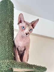 Sphynx-thumb-1