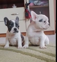 Γαλλικό μπουλντόγκ France bulldog