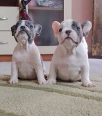 Γαλλικό μπουλντόγκ French bulldog-thumb-1