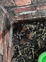 African fat tailed gecko-thumb-1