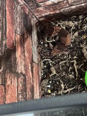 African fat tailed gecko-thumb-2