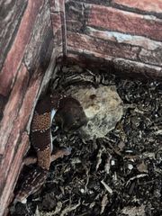 African fat tailed gecko-thumb-3