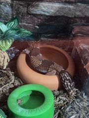 African fat tailed gecko-thumb-4