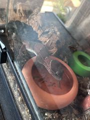 African fat tailed gecko-thumb-6