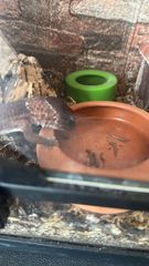 African fat tailed gecko-thumb-7