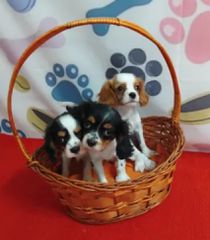 cavalier king charles καβαλιέρ