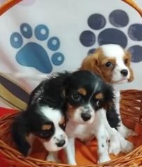 cavalier king charles καβαλιέρ-thumb-1
