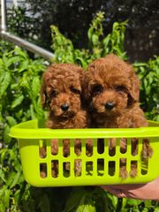 POODLE TEA CUP RED +PEDIGREE