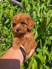 POODLE TEA CUP RED +PEDIGREE-thumb-1