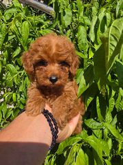 POODLE TEA CUP RED +PEDIGREE-thumb-3