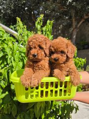 POODLE TEA CUP RED +PEDIGREE-thumb-4