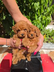 POODLE TEA CUP RED +PEDIGREE-thumb-5