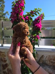 POODLE TOY RED ME PEDIGREE.-thumb-1