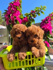 POODLE TOY RED ME PEDIGREE.-thumb-2