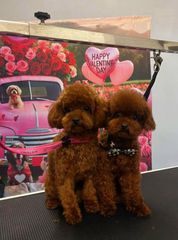 POODLE TOY RED ME PEDIGREE.-thumb-3