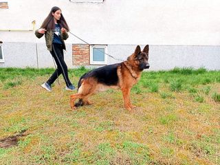 Γερμανικος Ποιμενικος-thumb-3