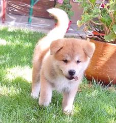 Akita