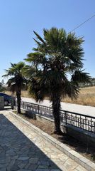 Φοίνικας Trachycarpus fortunei 10 ετών και ύψους 3 μέτρων