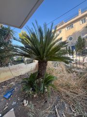 Τσικας-thumb-2