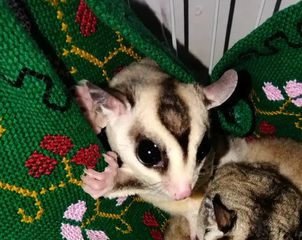 Sugar glider-thumb-2