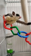 Sugar glider-thumb-3