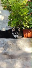 Husky