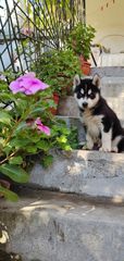 Husky