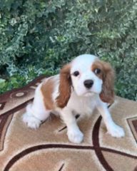 Cavalier king Charles spanier