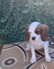 Cavalier king Charles spanier-thumb-1