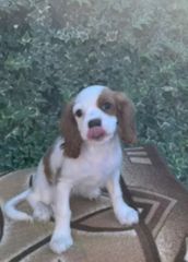 Cavalier king Charles spanier-thumb-2