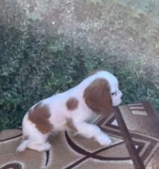 Cavalier king Charles spanier-thumb-3