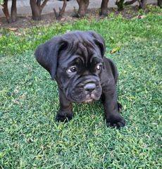 Cane CORSO