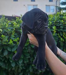 Cane CORSO-thumb-1