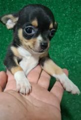 Mini pincher