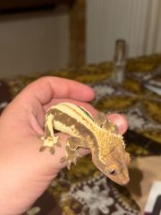 Crested gecko Ενήλικο