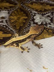Crested gecko Ενήλικο-thumb-1
