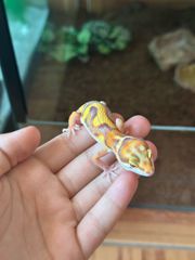 leopard gecko