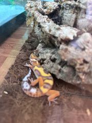 leopard gecko-thumb-1
