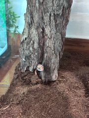 leopard gecko-thumb-2