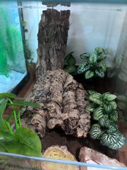 leopard gecko-thumb-3