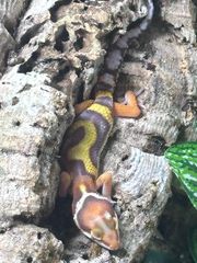 leopard gecko-thumb-4