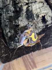 leopard gecko-thumb-5