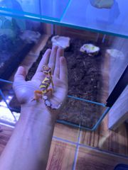 leopard gecko-thumb-6