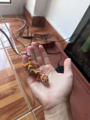 leopard gecko-thumb-7