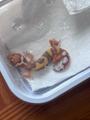 leopard gecko-thumb-8